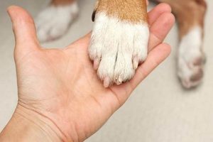 Dog Broken Nail Care Guide & Home Treatment | My Caring Dog – Tips, Stories, and Care Guides for Loving Pet Owners