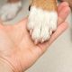 Dog Broken Nail Care Guide & Home Treatment | My Caring Dog – Tips, Stories, and Care Guides for Loving Pet Owners