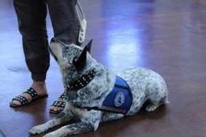 Top Ability Dogs: Car Travel Companions My Caring Dog – Tips, Stories, and Care Guides for Loving Pet Owners Top Ability Dogs: Car Travel Companions | My Caring Dog – Tips, Stories, and Care Guides for Loving Pet Owners