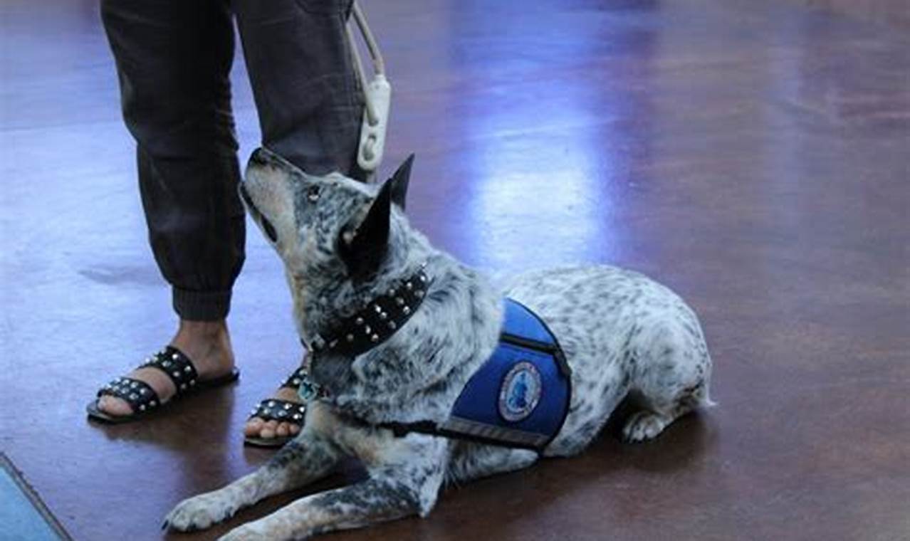 Top Ability Dogs: Car Travel Companions My Caring Dog – Tips, Stories, and Care Guides for Loving Pet Owners Top Ability Dogs: Car Travel Companions | My Caring Dog – Tips, Stories, and Care Guides for Loving Pet Owners