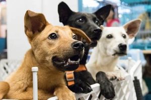 Dog Fostering: Short-Term Care Guide My Caring Dog – Tips, Stories, and Care Guides for Loving Pet Owners Dog Fostering: Short-Term Care Guide | My Caring Dog – Tips, Stories, and Care Guides for Loving Pet Owners