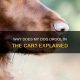Why Does My Dog Drool When In The Car | My Caring Dog – Tips, Stories, and Care Guides for Loving Pet Owners