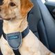 Best Car Travel Harnesses for Dogs: Safe & Secure | My Caring Dog – Tips, Stories, and Care Guides for Loving Pet Owners