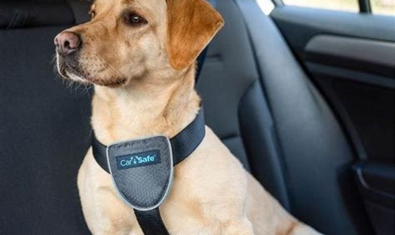 Best Car Travel Harnesses for Dogs: Safe & Secure | My Caring Dog – Tips, Stories, and Care Guides for Loving Pet Owners