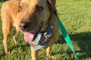 Best Universal Dog Care in Orlando, FL | My Caring Dog – Tips, Stories, and Care Guides for Loving Pet Owners