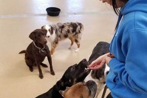 Top-Rated Woof Dog Care Center: Your Dog's Home | My Caring Dog – Tips, Stories, and Care Guides for Loving Pet Owners