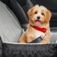 Best Small Dog Car Seats: Safety & Comfort | My Caring Dog – Tips, Stories, and Care Guides for Loving Pet Owners