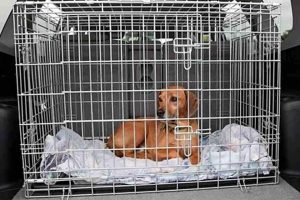 Safely Secure Your Dog's Crate in the Car | My Caring Dog – Tips, Stories, and Care Guides for Loving Pet Owners