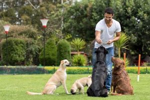 Best In-Person Dog Training Near Me: Find Expert Trainers | My Caring Dog – Tips, Stories, and Care Guides for Loving Pet Owners