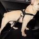 Top HDP Car Dog Harnesses for Safe Travel | My Caring Dog – Tips, Stories, and Care Guides for Loving Pet Owners