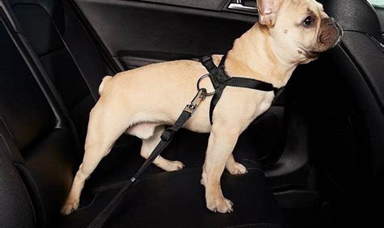 Top HDP Car Dog Harnesses for Safe Travel | My Caring Dog – Tips, Stories, and Care Guides for Loving Pet Owners