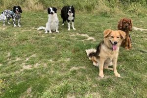 Pro Dog Walking & Pet Care Services | My Caring Dog – Tips, Stories, and Care Guides for Loving Pet Owners