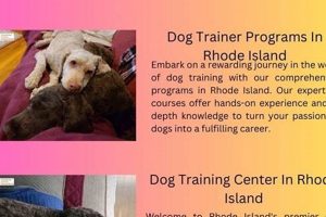 Top Dog Training Programs Near You | My Caring Dog – Tips, Stories, and Care Guides for Loving Pet Owners