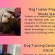 Top Dog Training Programs Near You | My Caring Dog – Tips, Stories, and Care Guides for Loving Pet Owners
