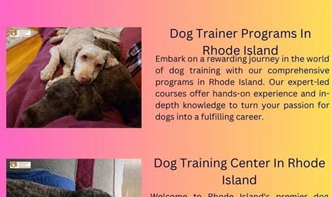 Top Dog Training Programs Near You | My Caring Dog – Tips, Stories, and Care Guides for Loving Pet Owners