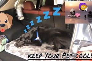 Best Car Dog Air Conditioners & Coolers | My Caring Dog – Tips, Stories, and Care Guides for Loving Pet Owners