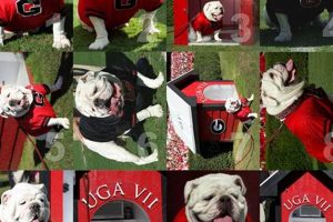 Uga's Caretakers: The Team Behind the Bulldog | My Caring Dog – Tips, Stories, and Care Guides for Loving Pet Owners