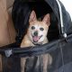 Dog Carrier For Car Travel | My Caring Dog – Tips, Stories, and Care Guides for Loving Pet Owners