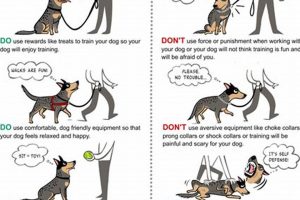 Effective Cara Dog Training Tips & Tricks | My Caring Dog – Tips, Stories, and Care Guides for Loving Pet Owners