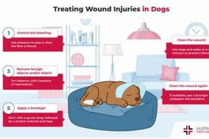Dog Wound Care Guide: Tips & Tricks My Caring Dog – Tips, Stories, and Care Guides for Loving Pet Owners Dog Wound Care Guide: Tips & Tricks | My Caring Dog – Tips, Stories, and Care Guides for Loving Pet Owners