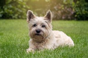 Dog Breeds That Are Easy To Take Care Of | My Caring Dog – Tips, Stories, and Care Guides for Loving Pet Owners