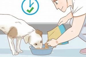 Is Dog Care Difficult? A Real Talk Guide | My Caring Dog – Tips, Stories, and Care Guides for Loving Pet Owners