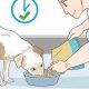 Is Dog Care Difficult? A Real Talk Guide | My Caring Dog – Tips, Stories, and Care Guides for Loving Pet Owners